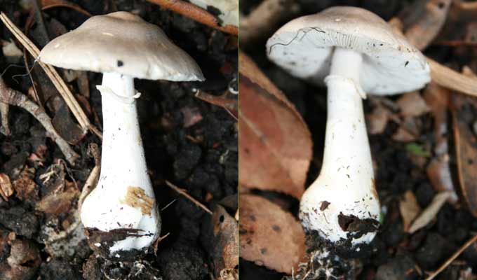 A younger Death Cap mushroom