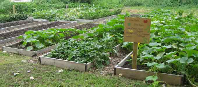 community gardens nz