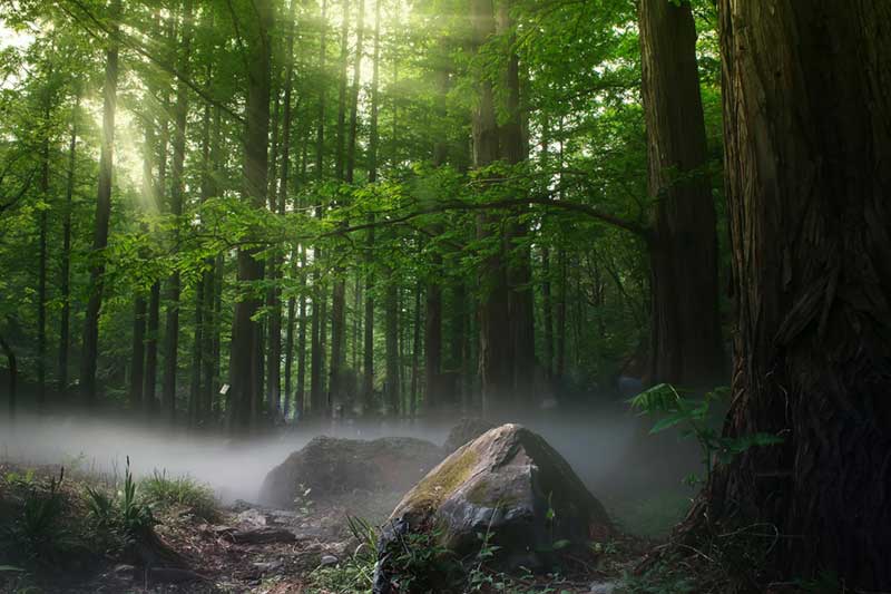 forest bathing New Zealand