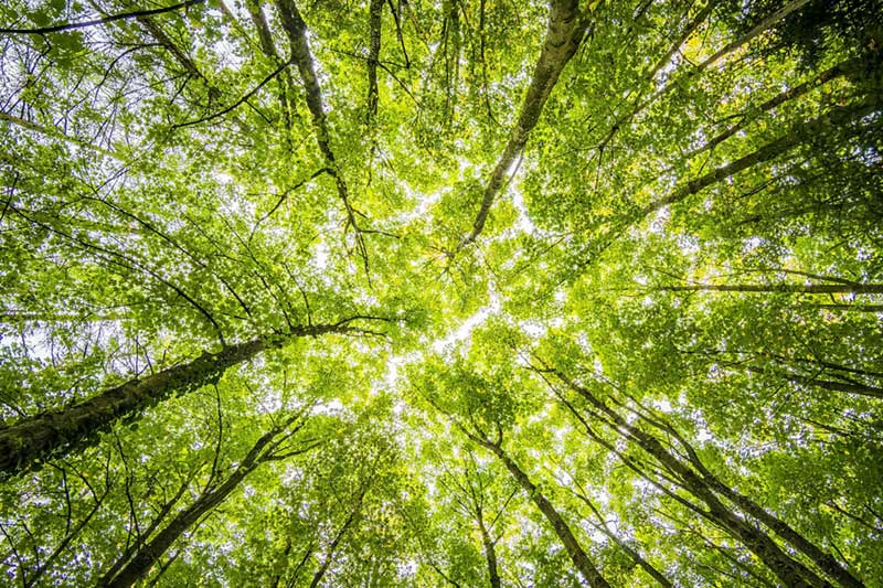 Forest Bathing in NZ